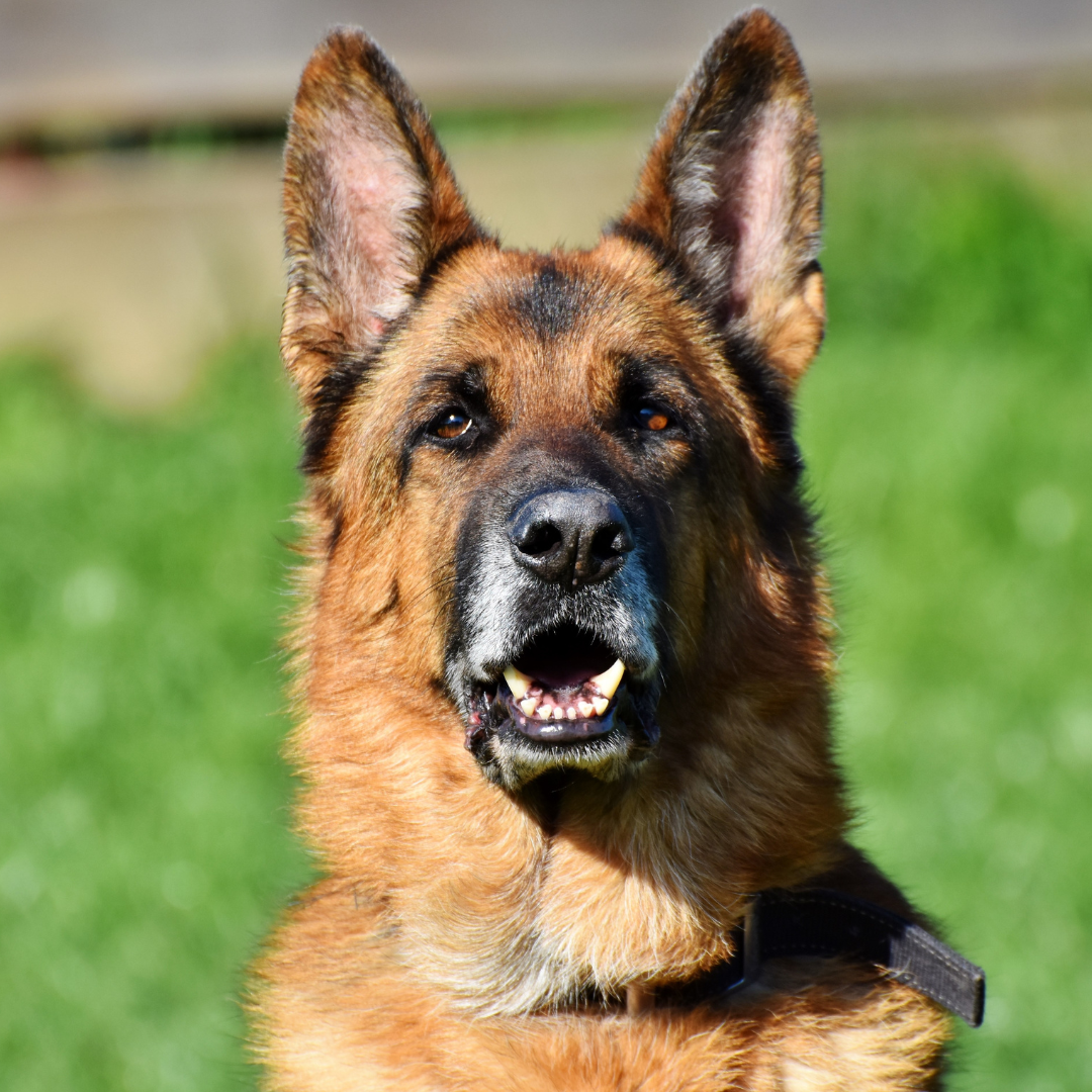 What Does a Solicitor Do? A Guide to Expert Legal Advice