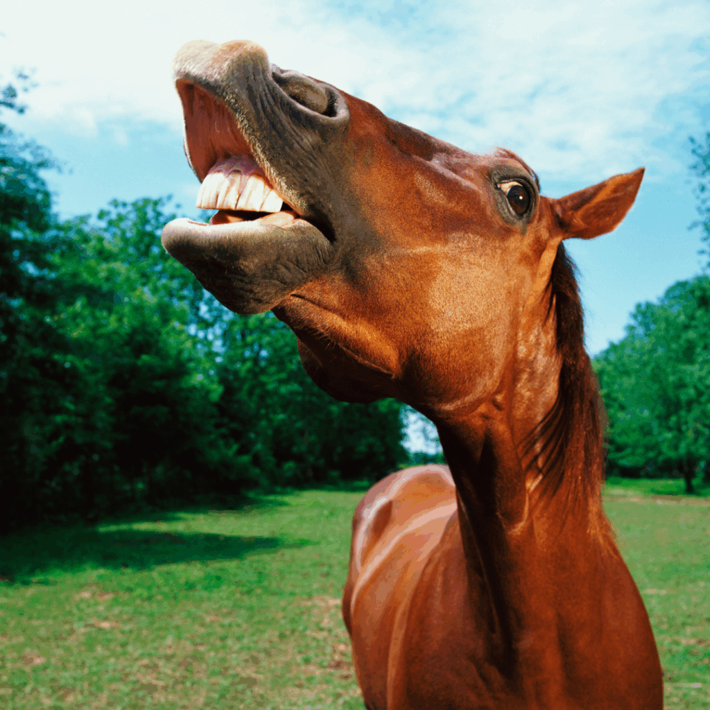 Seven-year-old receives compensation after horse bite incident at Bunratty Castle. Learn about child injury claims and legal protections in Ireland.